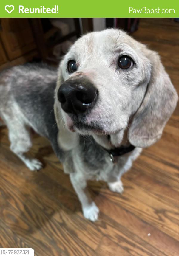 Reunited Male Dog last seen Currant St and E New England Ave, Pinebluff, NC 28373