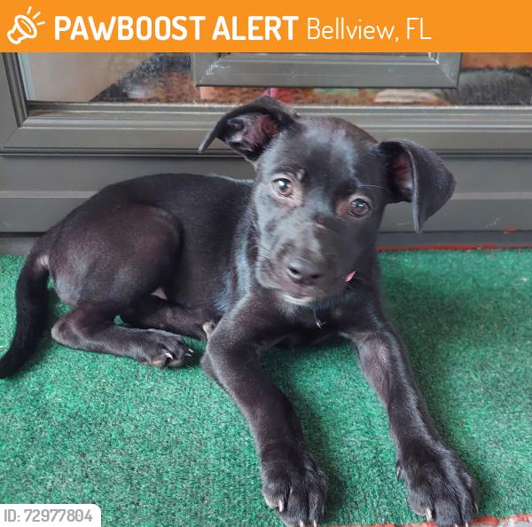 Found/Stray Female Dog last seen Nashville and Michigan, Bellview, FL 32526