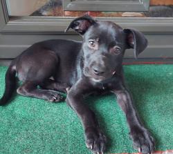 Found/Stray Female Dog last seen Nashville and Michigan, Bellview, FL 32526