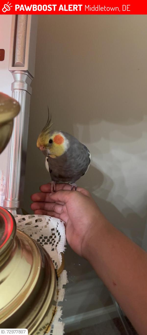 Lost Male Bird last seen There are many neborhood, Middletown, DE 19709