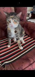 Reunited Female Cat last seen Wynnefield dev -church st/route 40, Bear, DE 19701