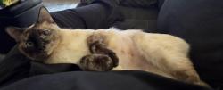 Lost Female Cat last seen Links apmts Springdale , Springdale, AR 72762