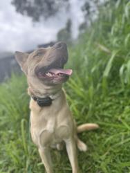 Reunited Male Dog last seen Foodland, sharks cove! , Pupukea, HI 96712