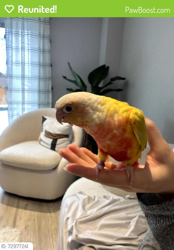 Reunited Unknown Bird last seen Bloor St. and Cawthra Rd., Mississauga, ON L5A 2W3