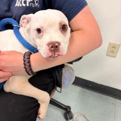 Shelter Stray Female Dog last seen , Philadelphia, PA 19140