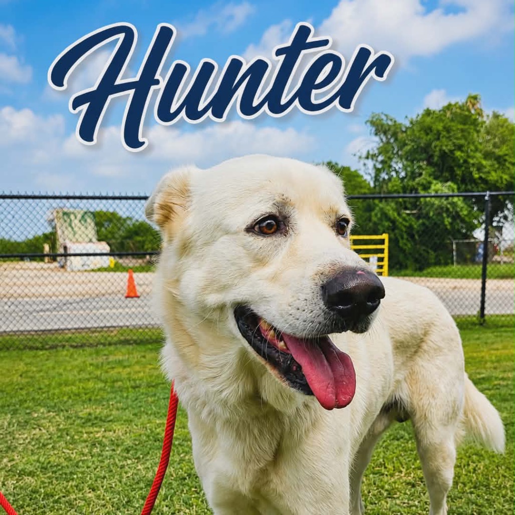 Shelter Stray Male Dog last seen , 1109 Moore Ave, Portland, TX 78374, USA