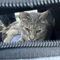 Shelter Stray Male Cat last seen , Greensboro, NC 27409