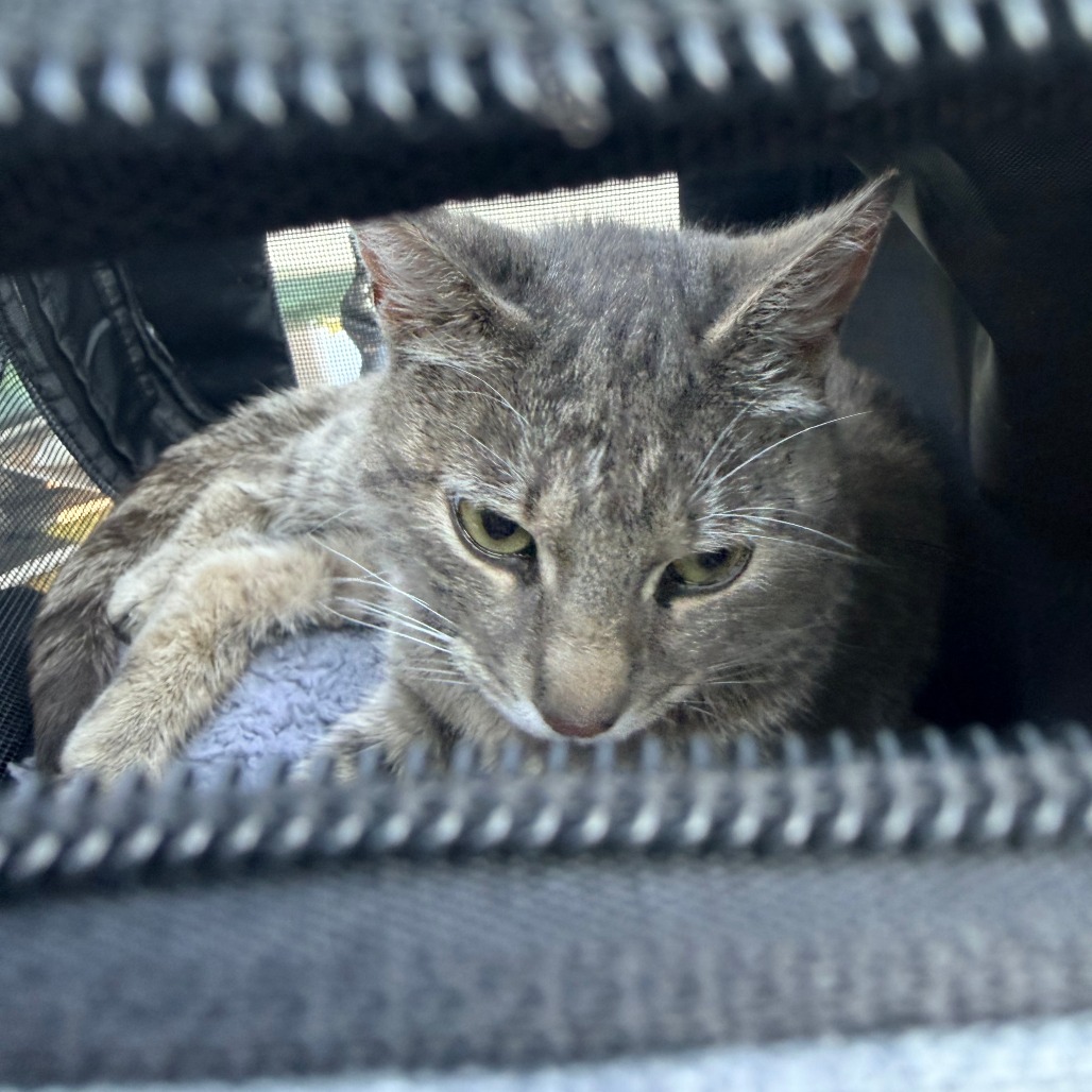 Shelter Stray Male Cat last seen , Greensboro, NC 27409