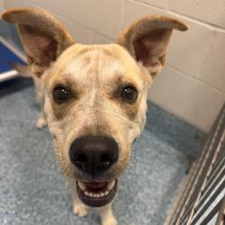 Shelter Stray Male Dog last seen , Greensboro, NC 27409