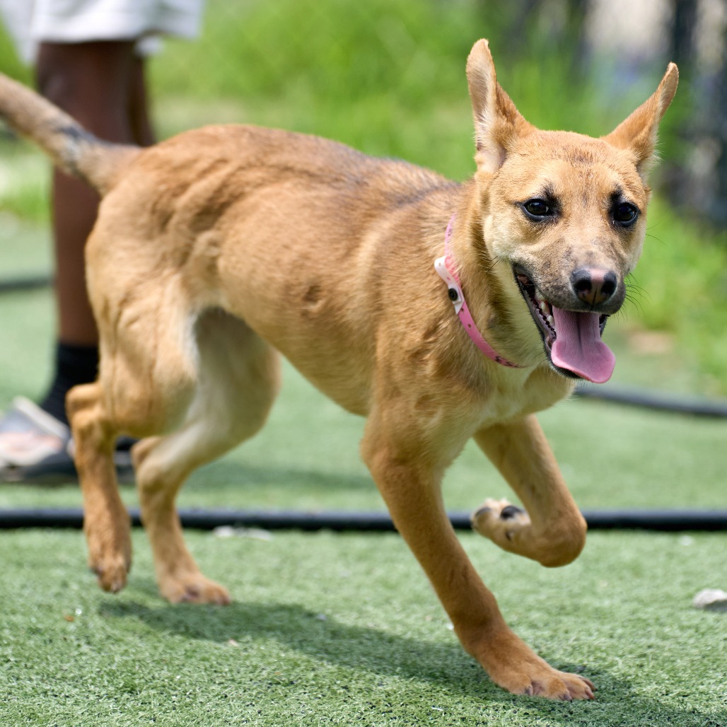 Shelter Stray Female Dog last seen , 2350 Appling City Cove, Memphis, TN 38133, USA