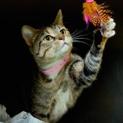 Shelter Stray Female Cat last seen , Memphis, TN 38133
