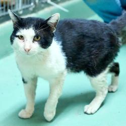Shelter Stray Male Cat last seen , Memphis, TN 38133