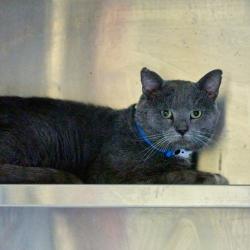 Shelter Stray Male Cat last seen , Memphis, TN 38133