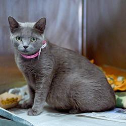 Shelter Stray Female Cat last seen , Memphis, TN 38133