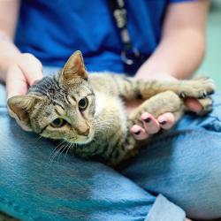 Shelter Stray Female Cat last seen , Memphis, TN 38133