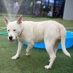 Shelter Stray Female Dog last seen , Memphis, TN 38133