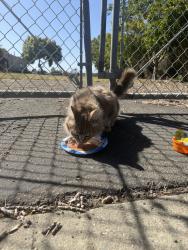Found/Stray Female Cat last seen Mirabeau Drive, Newark, CA 94560