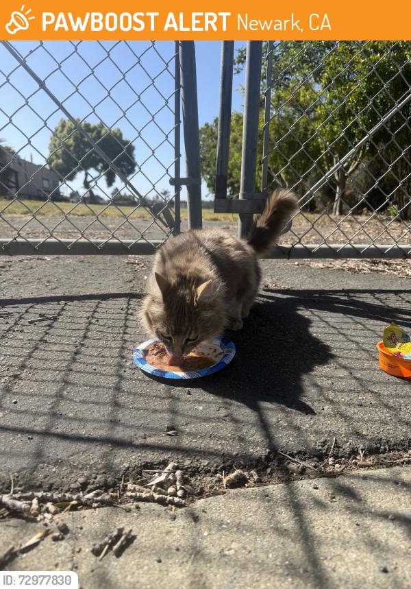 Found/Stray Female Cat last seen Mirabeau Drive, Newark, CA 94560