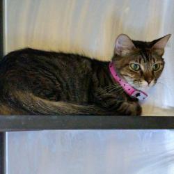 Shelter Stray Female Cat last seen , Memphis, TN 38133