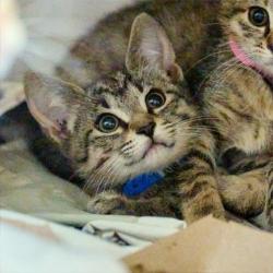 Shelter Stray Male Cat last seen , 2350 Appling City Cove, Memphis, TN 38133, USA