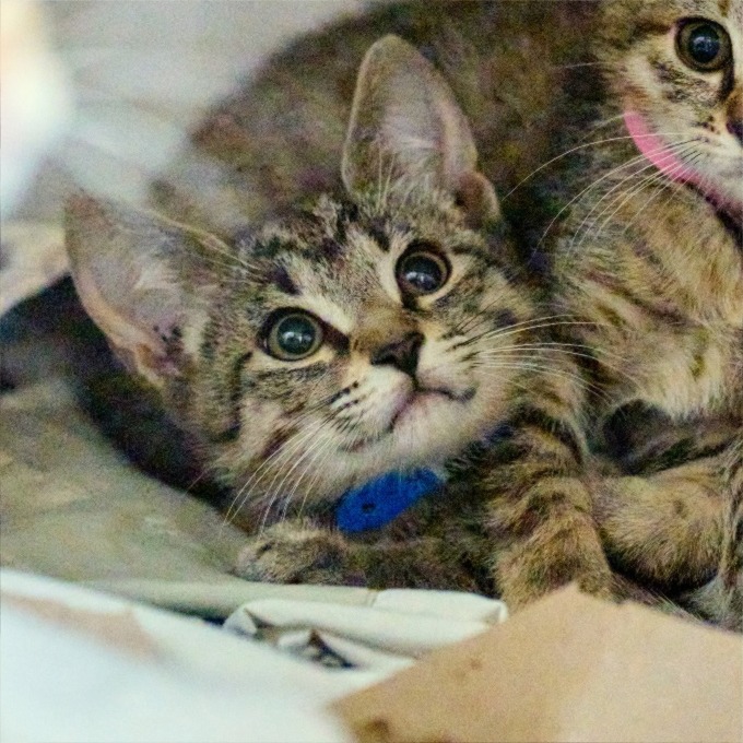 Shelter Stray Male Cat last seen , 2350 Appling City Cove, Memphis, TN 38133, USA