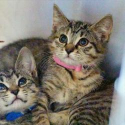 Shelter Stray Female Cat last seen , 2350 Appling City Cove, Memphis, TN 38133, USA