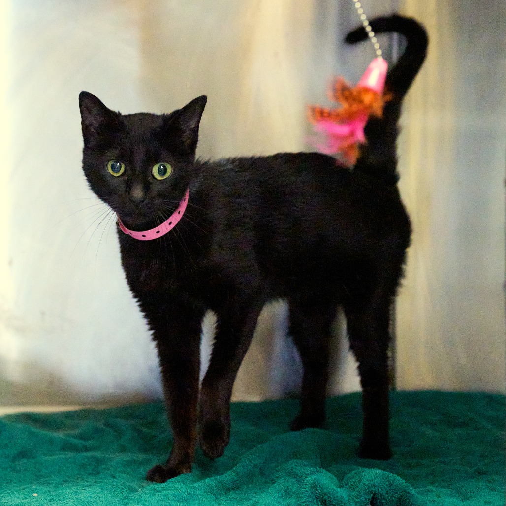 Shelter Stray Female Cat last seen , 2350 Appling City Cove, Memphis, TN 38133, USA