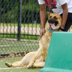 Shelter Stray Male Dog last seen , Memphis, TN 38133