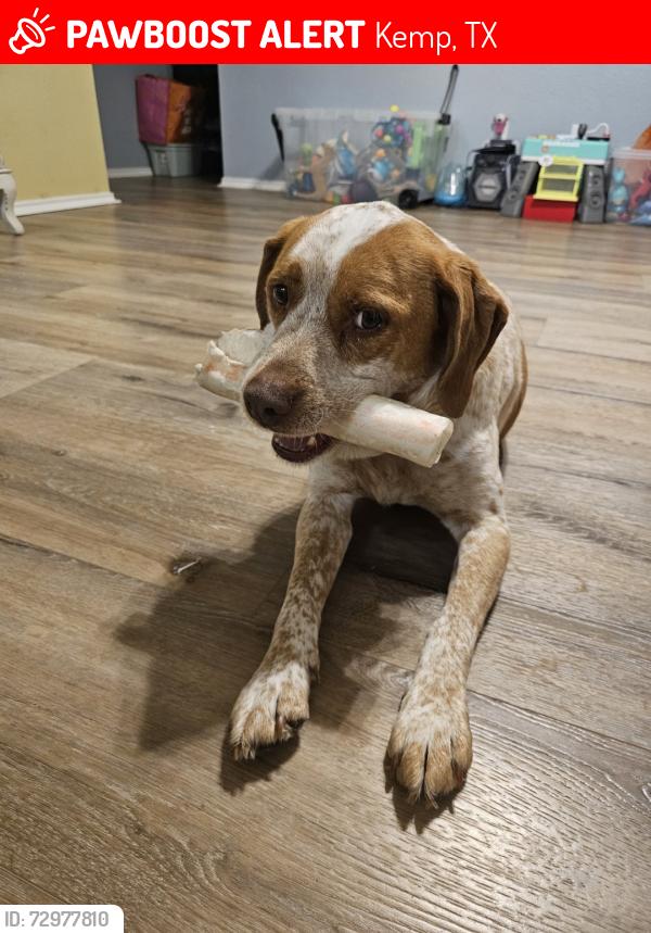 Lost Female Dog last seen Near FM 1391, Kemp, TX 75143, Kemp, TX 75143