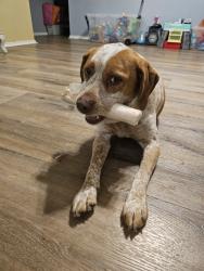 Lost Female Dog last seen Near FM 1391, Kemp, TX 75143, Kemp, TX 75143