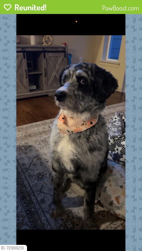 Reunited Female Dog last seen Stardust rd, badger view dr., South Gate way , Kennewick, WA 99338