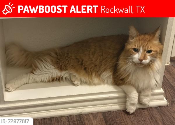 Lost Male Cat last seen Shores HOA, Rockwall, TX 75087