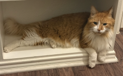 Lost Male Cat last seen Shores HOA, Rockwall, TX 75087