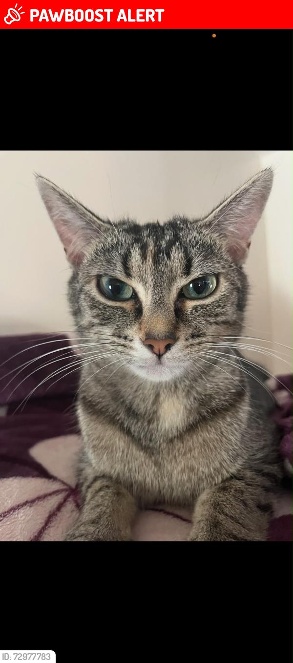 Lost Female Cat last seen Near hollydale road, West Midlands, England B24 9LT