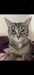Lost Female Cat last seen Near hollydale road, West Midlands, England B24 9LT