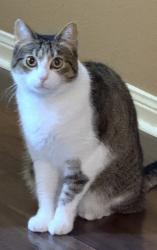 Reunited Female Cat last seen Porter meadow ln Houston Texas , Houston, TX 77014