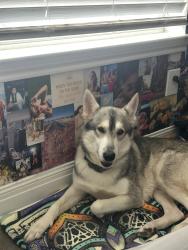 Found/Stray Male Dog last seen apmts of village at bellaire, Houston, TX 77081