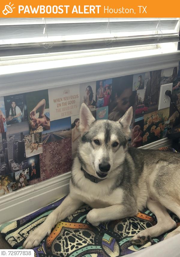 Found/Stray Male Dog last seen apmts of village at bellaire, Houston, TX 77081