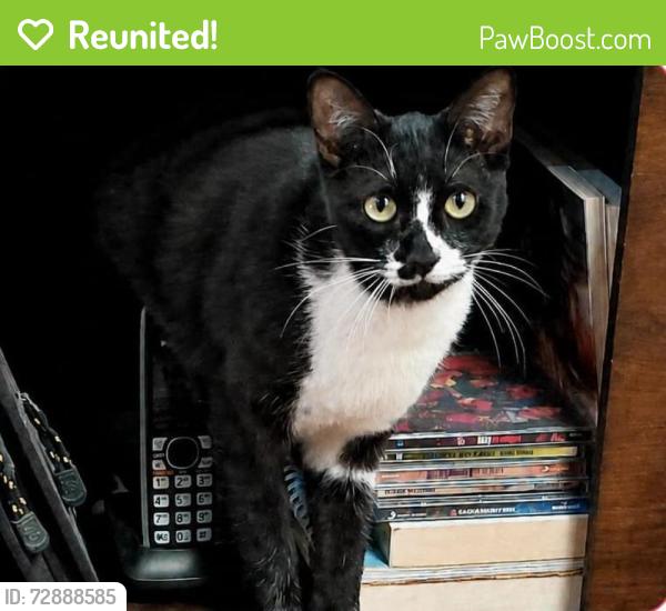 Reunited Female Cat last seen Calle Matamoros 318, colonia granjas del sur, Heroica Puebla de Zaragoza, Pue. 72470