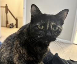 Reunited Female Cat last seen Near Dunwich Way, Alexandria, VA 22315, USA, Alexandria, VA 22315