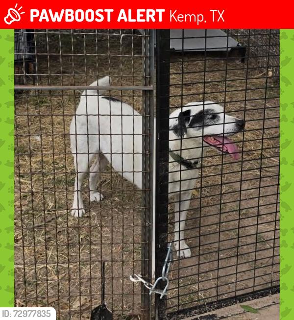 Lost Male Dog last seen Near FM 1391, Kemp, TX 75143, Kemp, TX 75143