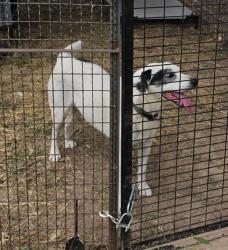 Lost Male Dog last seen Near FM 1391, Kemp, TX 75143, Kemp, TX 75143