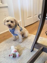 Lost Male Dog last seen N May Avenue, Oklahoma City, OK 73179
