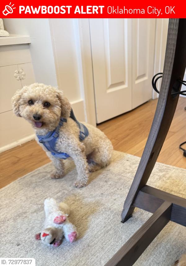 Lost Male Dog last seen N May Avenue, Oklahoma City, OK 73179