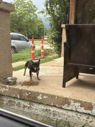 Found/Stray Male Dog last seen Yuma and East Davis Ave, Fort Worth, TX 76104