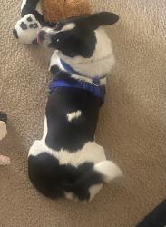 Reunited Male Dog last seen Lees Chapel, Pisgah Church Rd., Greensboro, NC 27455