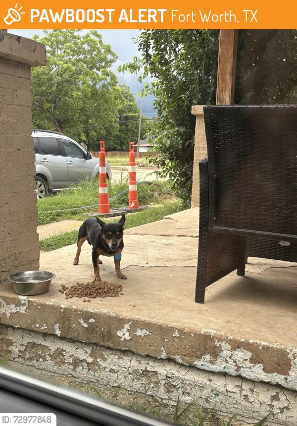 Found/Stray Male Dog last seen Yuma and East Davis Ave, Fort Worth, TX 76104