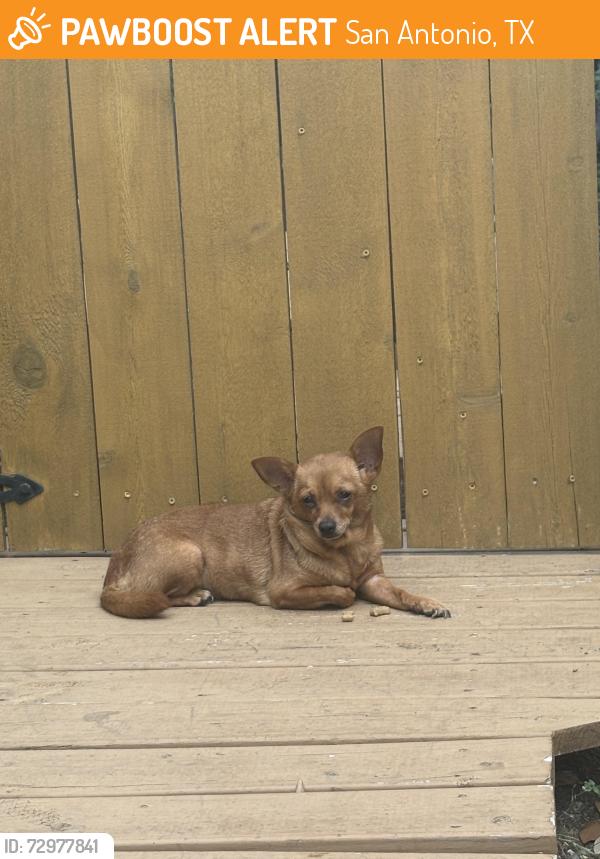 Found/Stray Unknown Dog last seen Between hses, San Antonio, TX 78229