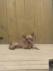 Found/Stray Unknown Dog last seen Between hses, San Antonio, TX 78229