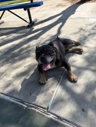 Reunited Male Dog last seen Adrienne Mitchell Mem Park 22580–22590 Adrienne Ave Moreno Valley, CA  92553 United States, Moreno Valley, CA 92553